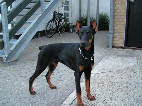 Dobermann sultan billede 2