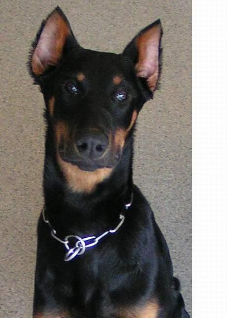 Dobermann sultan billede 3