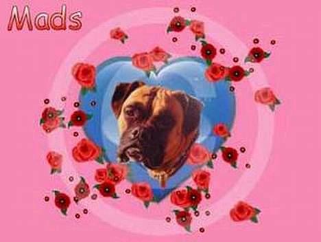 Boxer Mads **DØd** billede 14