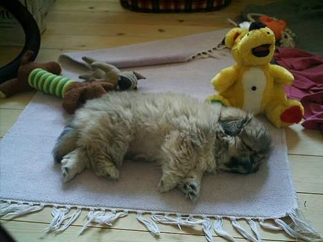 Pekingeser Lotus - Det er hårdt at være lille.... billede 4