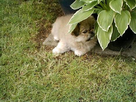 Pekingeser Lotus - Hov - må jeg det her mor? billede 5