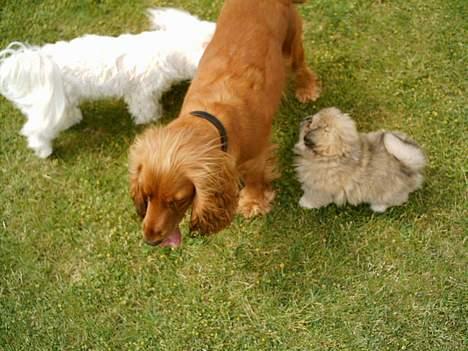 Pekingeser Lotus - Mig og mine to legekammerater - Malteseren Trille & Cocker spanielen Leika (min bedstmors hunde) billede 6