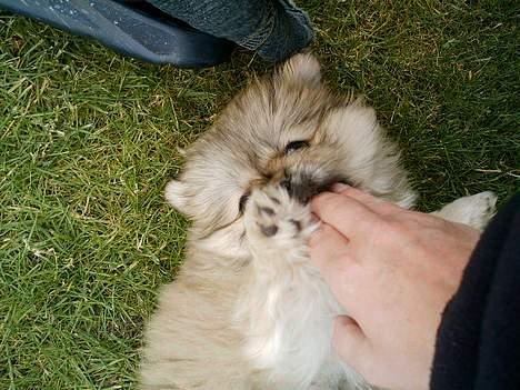 Pekingeser Lotus - Mums - mors fingre er gode at tygge i =) billede 7