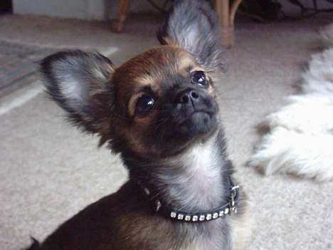 Chihuahua Malthe - Halløjsa billede 1