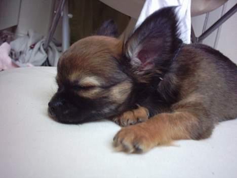 Chihuahua Malthe - "Snooork" billede 2