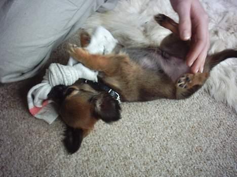 Chihuahua Malthe - Malthe bekæmper sin sok billede 3