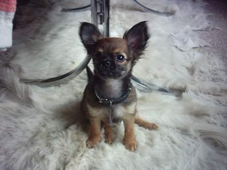 Chihuahua Malthe - Sidder jeg ikke bare pænt? billede 4