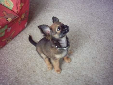 Chihuahua Malthe - Hvor er I dog høje! billede 5