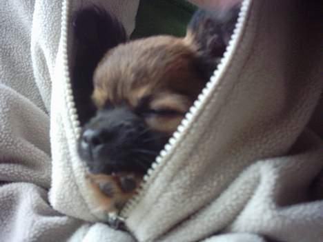 Chihuahua Malthe - Dejligt at putte sig ind under trøjen på mor billede 6