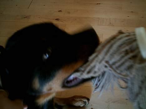 Rottweiler Nala (vi vil savne dig) - Her er jeg blevet 3 måneder, så hjælper lige far med at vaske gulv ;)   billede 20