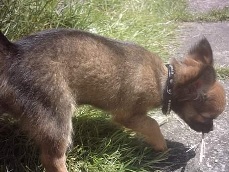 Chihuahua Malthe - Der er meget der skal undersøges billede 7