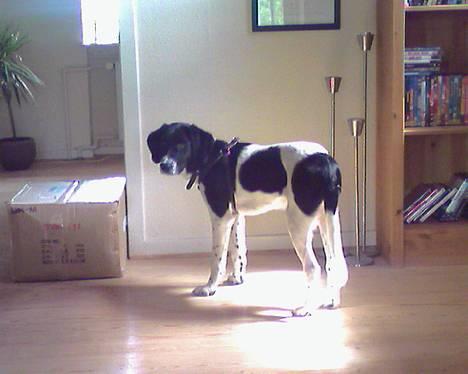 Blanding af racer Qato - Sagde du noget mor???? *NYT* billede 9