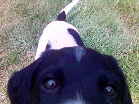 Blanding af racer Qato - Close up! billede 10