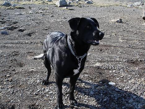 Blanding af racer Bonnie 27/1/02  billede 18