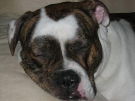 Amerikansk bulldog Cæsar - Her er Cæsar ved at få børstet tænder inden vi skal i seng : )  billede 1