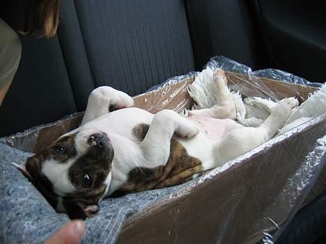 Amerikansk bulldog Cæsar - Dette billede er fra hjemturen til sit nye hjem. Det ser ud som om han nyder at kører bil :) billede 2