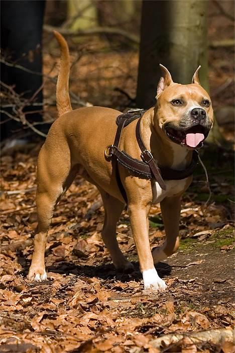 Amerikansk staffordshire terrier Nadia   *R.I.P.* - *Nyt* Tosafoto April 2006. billede 3