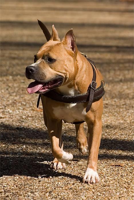 Amerikansk staffordshire terrier Nadia   *R.I.P.* - *Nyt* Tosafoto April 2006 billede 4