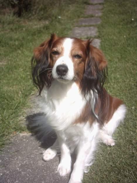 Kooikerhondje Lucky - Velkommen billede 1
