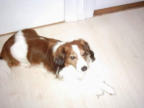 Kooikerhondje Lucky - slapper lidt af på gulvet billede 2