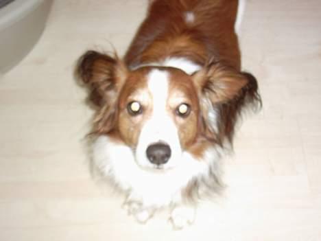 Kooikerhondje Lucky - så letter vi billede 3