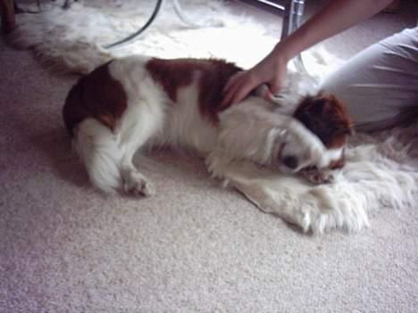 Kooikerhondje Lucky - det er dejligt at blive kløet billede 4