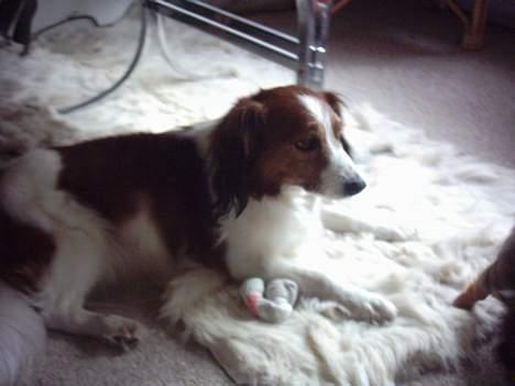 Kooikerhondje Lucky - et af hans yndlings pladser billede 5