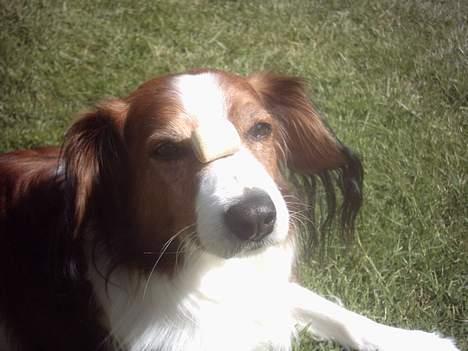 Kooikerhondje Lucky - venter pænt til han får tegn så han kan spise kiksen billede 6