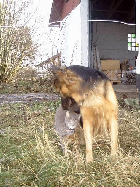 Blanding af racer Kino *RIP* - Her er jeg sammen med Sebastian... Min bedste ven! billede 18