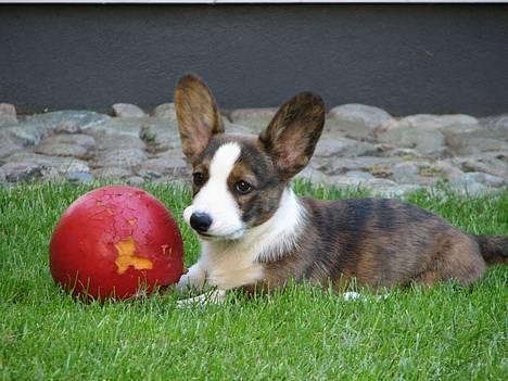 Welsh corgi cardigan Faarup Xray - Kom og leg med mig billede 1