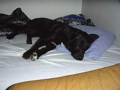 Blanding af racer lady - Jeg sover iikke,slet ikke billede 13