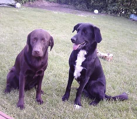 Labrador retriever Sif(stella) - mig og min bedste ven billede 11