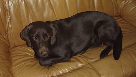Labrador retriever Sif(stella) - lad mig dog sove:D billede 12
