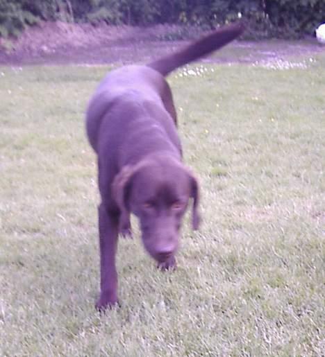Labrador retriever Sif(stella) - lunte lunte billede 13