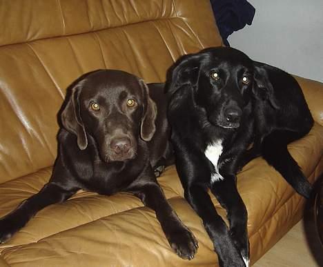 Labrador retriever Sif(stella) - vi er smukke sammen ik billede 14