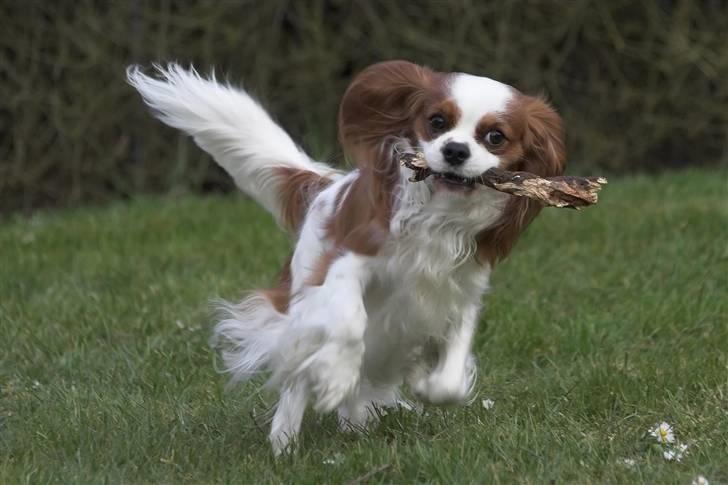Cavalier king charles spaniel Lucky (i hundehimlen) - webpic.dk billede 3