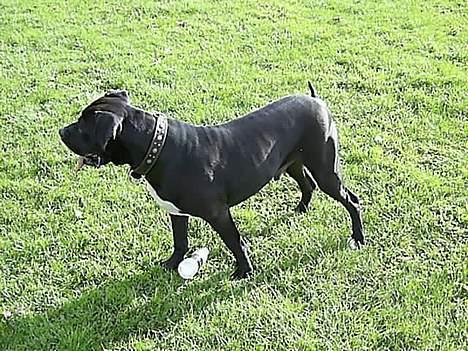 Blanding af racer cæzar(død) billede 8