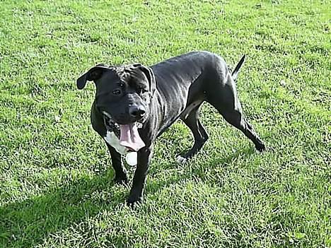 Blanding af racer cæzar(død) billede 9