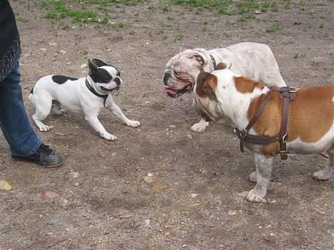 Fransk bulldog Finn - Ikke helt tryg ved situationen, men de er da coole.. billede 5