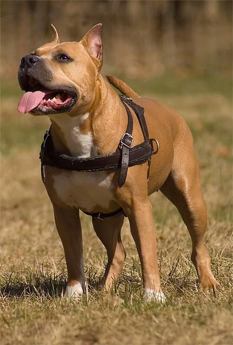 Amerikansk staffordshire terrier Nadia   *R.I.P.* - *Nyt* Tosafoto April 2006 billede 5