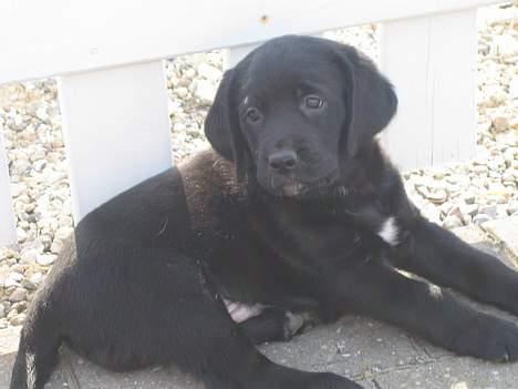 Blanding af racer BUSTER - Buster 10 uger gl. billede 2