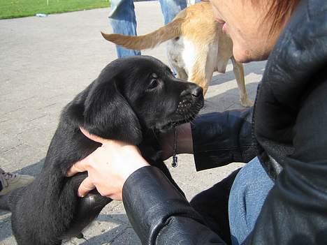 Blanding af racer BUSTER - Buster 6 uger gl. billede 3