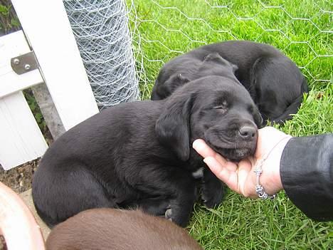 Blanding af racer BUSTER - Buster 6 uger gl. billede 4