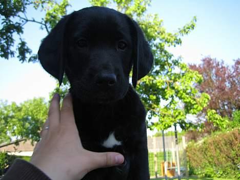 Blanding af racer BUSTER - 8 uger gl. billede 5