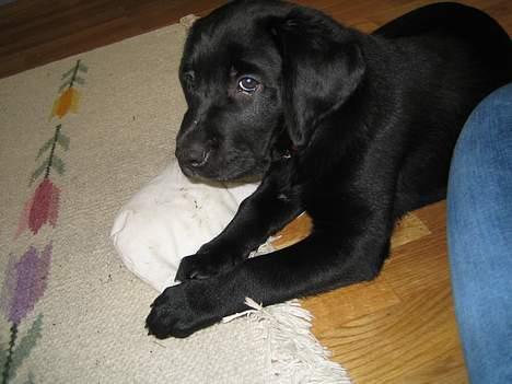 Blanding af racer BUSTER - Buster 8 uger gl. billede 6