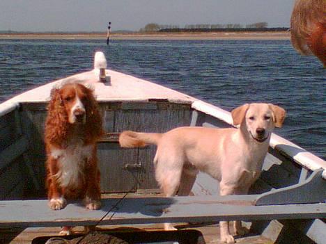 Cocker spaniel Rico - Ta nu bare det billede ikk....! billede 7