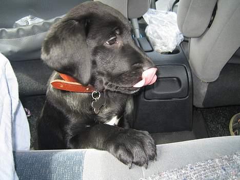 Blanding af racer BUSTER - Buster på køretur i bil elsker det 10 uger gl. billede 7