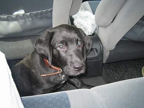 Blanding af racer BUSTER - Buster på køretur i bil elsker det,10 uger gl. billede 8