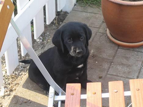 Blanding af racer BUSTER - hygger og leger 6 uger gl. billede 9