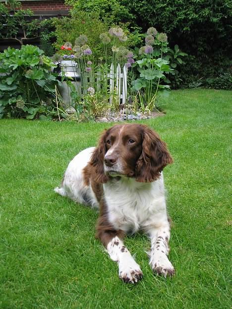 Engelsk springer spaniel Twister F.T. "R.I.P" - dejligt at ligge i græsset billede 3